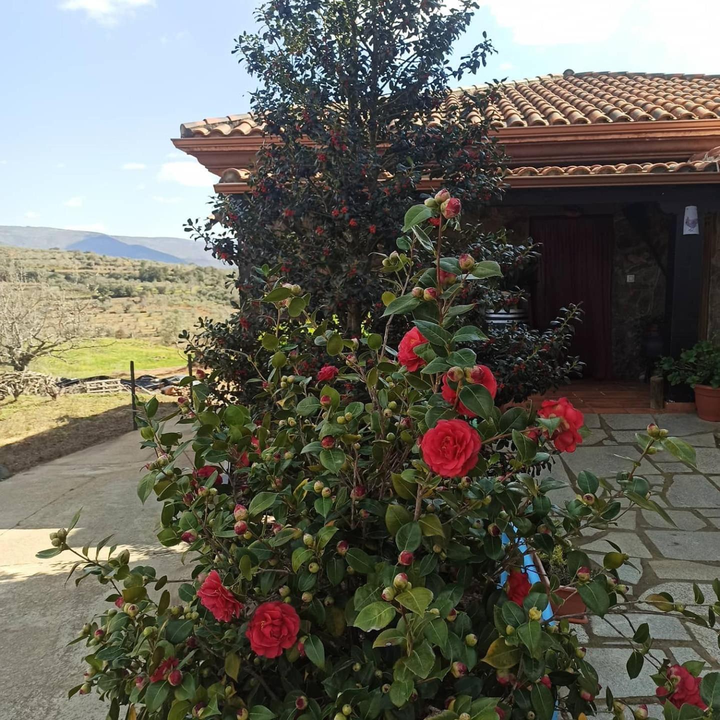 Casa Rural Los Olivos Sotoserrano Exteriör bild